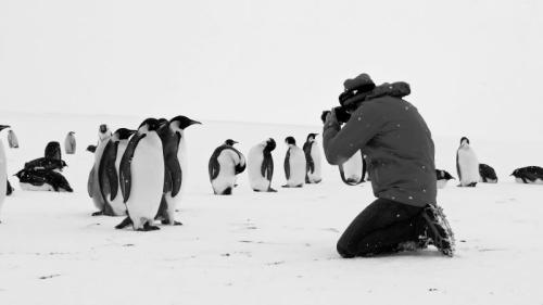 ©Cédric Gentil / Expédition Wild-Touch Antarctica!