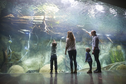 Familie vor der Überkopf-Panoramascheibe im sanierten Aquarium_©_Zoo Leipzig