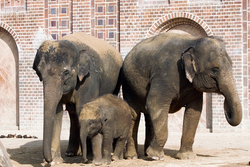 Elefantenbulle Kiran &#40;mi&#41; mit Mutter Rani &#40;l&#41; und Thuza &#40;re&#41;, Foto: Zoo Leipzig