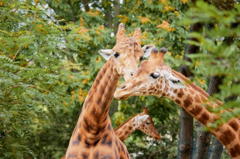 Zoo Dresden: Hans Feinart