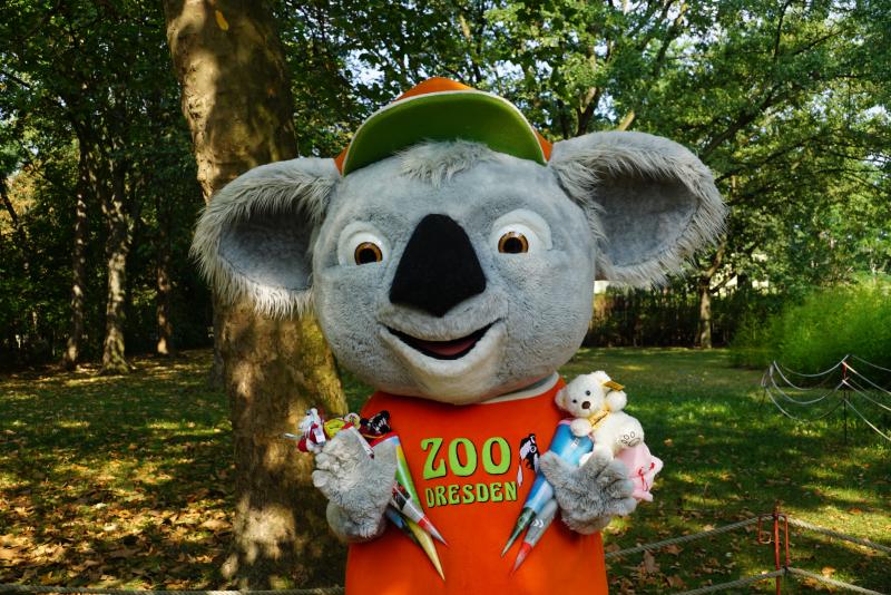 Koali beim Zuckertütenfest im Zoo Dresden. Bild: Zoo Dresden